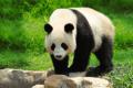 Gigant panda yashaydigan joy