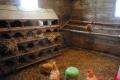 Chuồng gà tự làm cho gà đẻ: lập kế hoạch dự án cho giai đoạn mùa đông