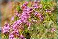 Thyme: growing the plant, main types and varieties of the plant (95 photos) Growing and care