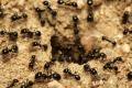 Чому з'являються мурахи і як їх вивести з дачі