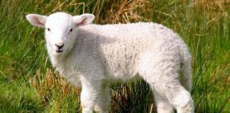 Why do you dream about lambs according to the dream book?