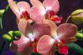 Як доглядати орхідеї в домашніх умовах — інструкція для початківців Все про орхідеї в домашніх