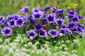 The best varieties of petunia with name, description, photo