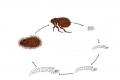 How to get rid of fleas using folk remedies?
