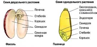 Seed.  structure of seeds.  fruit.  Online lesson.  Structure of seeds Draw a pumpkin seed in biology