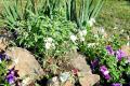Creating a dream flowerbed: the most unpretentious flowering plants