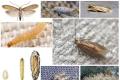 Paano mapupuksa ang mga moth sa bahay - Napatunayan na Mga Paraan upang Magsuklay