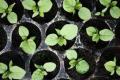 Lumalagong mga seedlings ng kamatis nang walang pagpili