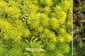 Sedum (Sedum): varieties and species with photos, care, planting, propagation