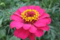 Humble and charming zinnias