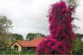 Why does bougainvillea drop leaves and bracts fall off?