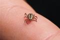 Ixodid ticks What are the types of ticks