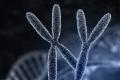 Inson xromosomalari haqida qiziqarli ma'lumotlar