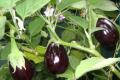 Why eggplants are not tied - the main reasons for eggplant are blooming but there is no ovary what to do