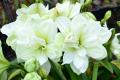 When and how to replant hippeastrum?