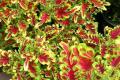 All types and varieties of coleus