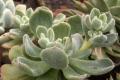 Echeveria flower or stone rose, home care and propagation, photos of species with names