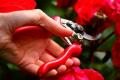 Preparing roses for winter: technology and timing of pruning