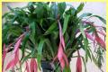 Caring for a billbergia plant at home, why doesn’t it bloom?