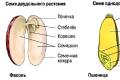 Seed.  structure of seeds.  fruit.  Online lesson.  Structure of seeds Draw a pumpkin seed in biology
