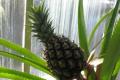 Growing a pineapple from the top, step by step photo