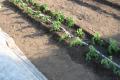 Top dressing of tomatoes during flowering and fruiting Tomatoes bloom what to do