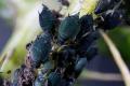 Paano labanan ang mga aphids sa beets gamit ang mga katutubong remedyo