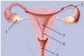 The structure of the human reproductive system