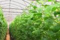 Business plan for growing cucumbers in a greenhouse