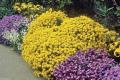 Carpet-honey plant on a country flower bed - perennial alissum